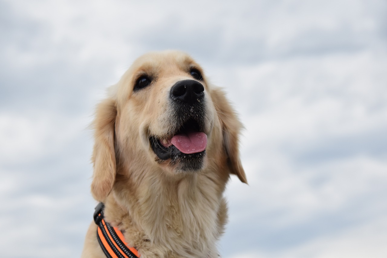 Exploring the Friendly Nature of the Curly-Coated Retriever